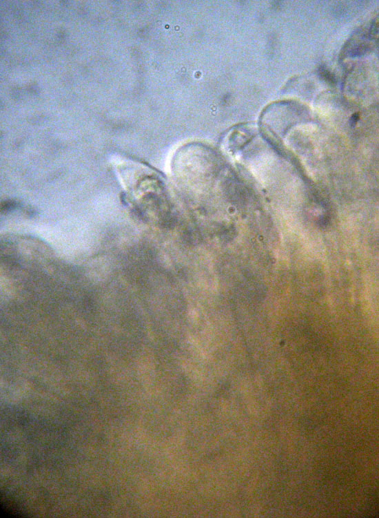 Peniophora aurantiaca?